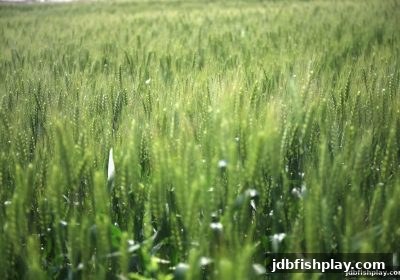 探索娱乐平台新用户福利：以jdb捕鱼试玩为例看优惠策略