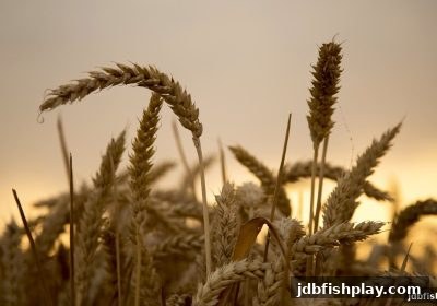 jdb捕鱼试玩揭秘：足球直播平台每日签到与存款翻倍福利全攻略